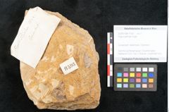 Foto (Objekt + Etikett) von Fagus pyrrhae Unger (NHMW-GEO-2024-0188-11593)